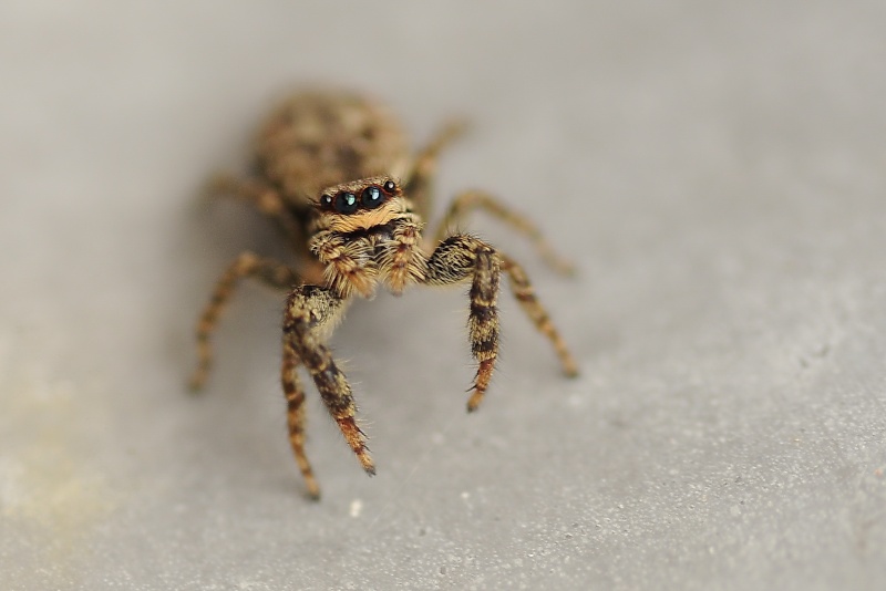 Salticidae.? Dsc-1010