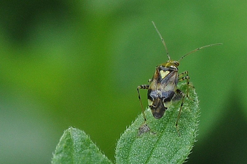 [Liocoris tripustulatus] miridae? Dsc-1612