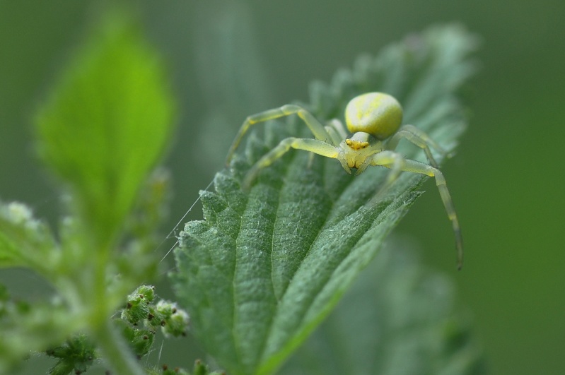 thomisidae? Dsc-1615