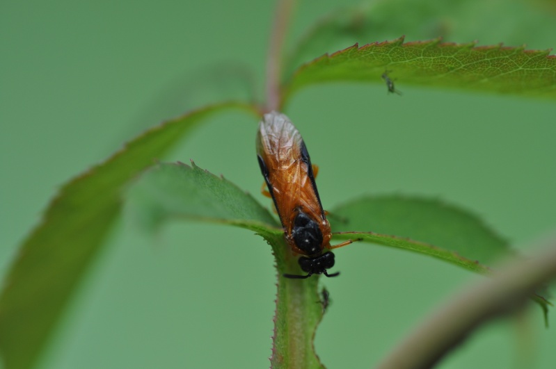 Stratiomyidae ? Dsc-1628