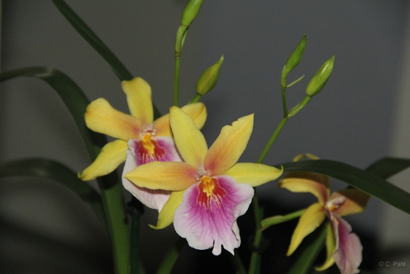 Orchideen 2011 - 2015 Teil 1 - Seite 84 B_img_77