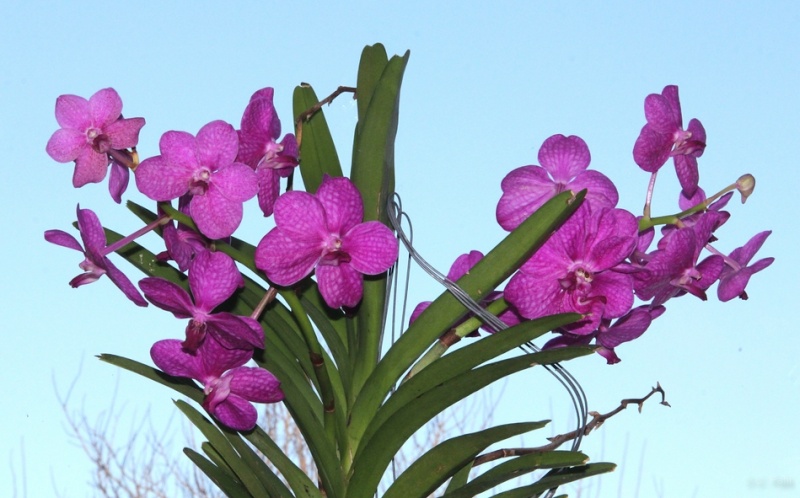Orchideen 2011 - 2015 Teil 1 - Seite 85 B_img_80