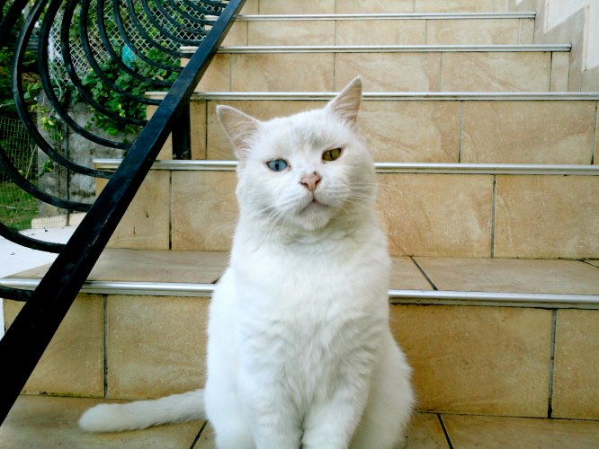 chat - Perdu chat blanc yeux vairons Riviére Salée 3eme secteur.  Chat_b10