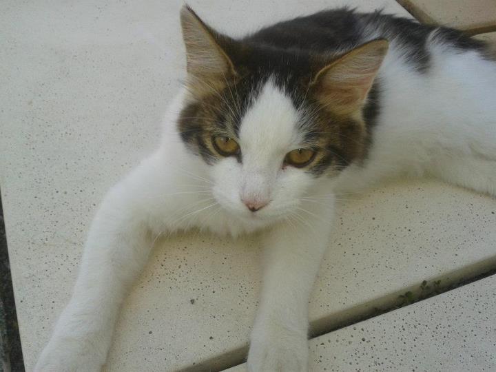 Perdu chat noir et blanc à Katiramona  Chat_b11