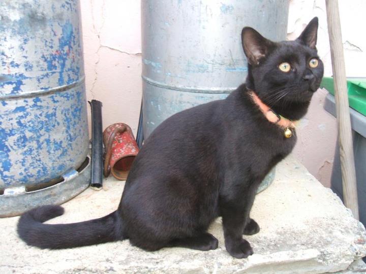 Perdu chat noir le 11 novembre 2011 Rue Raphael Ménard Chat_n11