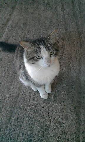Male Semi Angora Gris Et Blanc 1 5 Ans