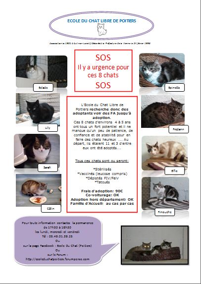 Urgence pour 8 chats de l'Ecole Du Chat Libre de Poitiers (86) Affich22