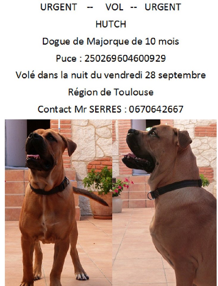 Vol Dogue de Majorque - Région Toulouse 26283710