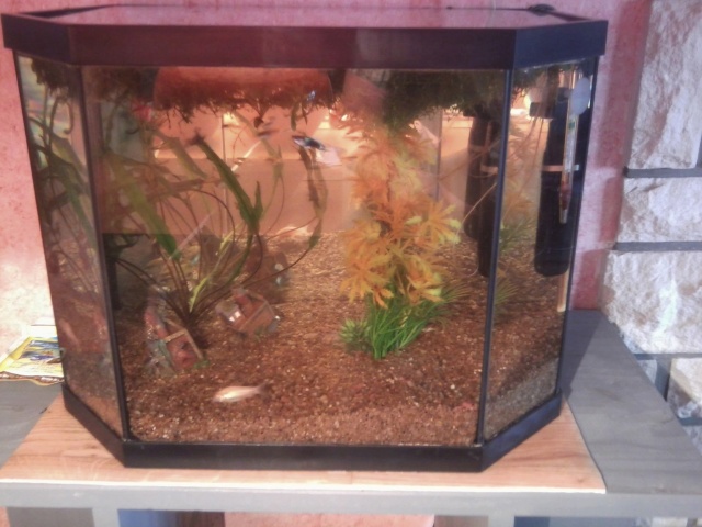 Mon aquarium de 33 litres . 433