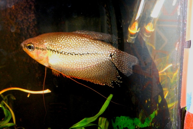 Mon joli Gourami Leeri . 530