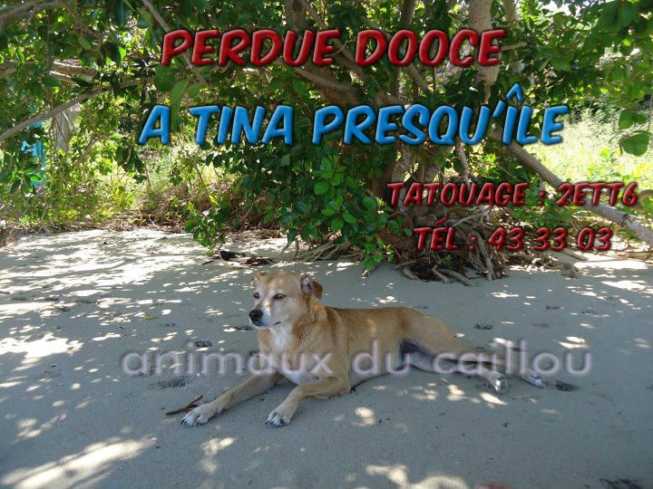 Perdue DOOCE chienne croisée loulou tina presqu'ile le 04/08/2012 38798410