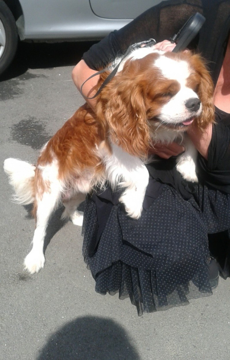 GEO CAVALIER KING CHARLES DE 3 ANS Geo_0011