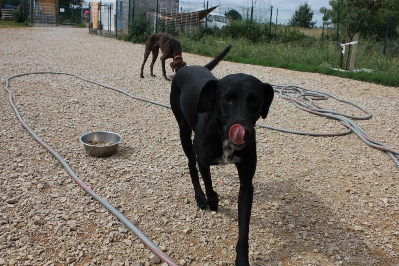 Ping et Pong chiot labrador X braque de 6 mois Ping10