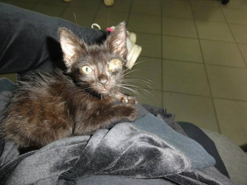 Gina, petite chatte handicapée, née en août 2014 - Adoptée. 10505410