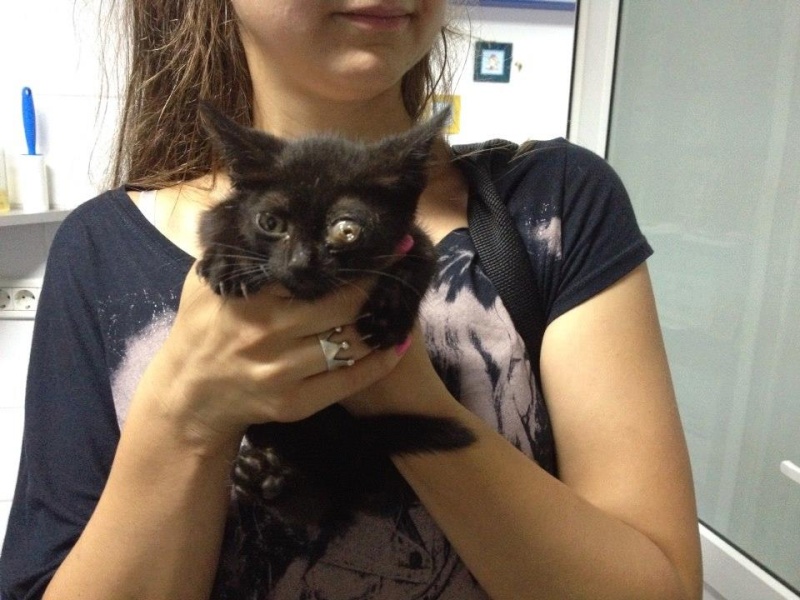 Gina, petite chatte handicapée, née en août 2014 - Adoptée. 10687110
