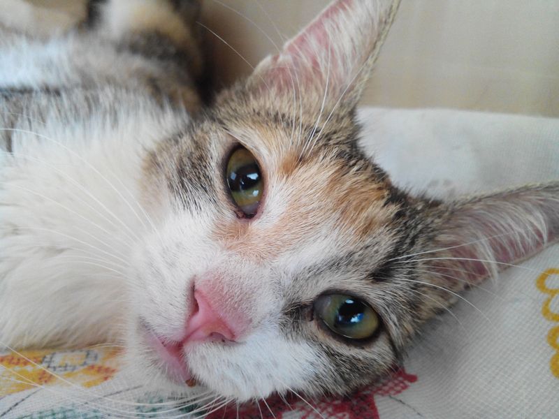 Clarisse petite minette de 8 mois... Claris20