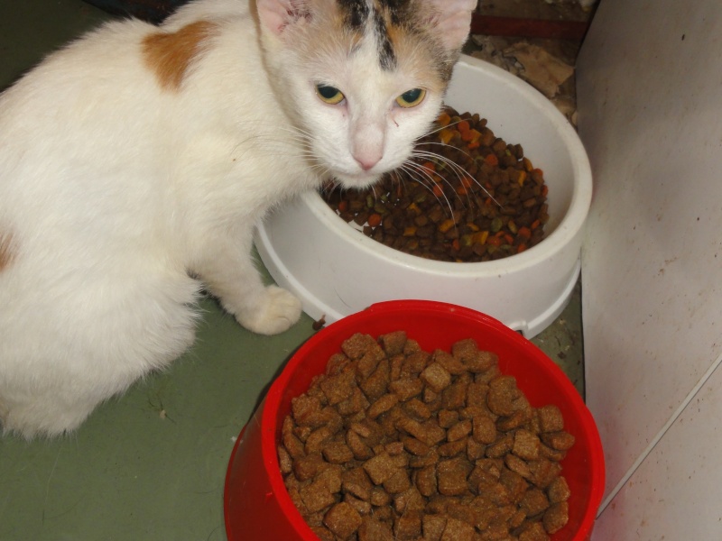 Parrainage des chats de Mme Angela Dsc00213