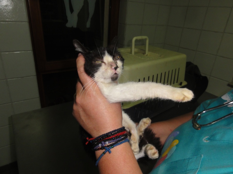 Parrainage des chats de Mme Angela Dsc00410