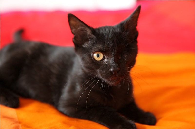 Gina, petite chatte handicapée, née en août 2014 - Adoptée. Gina_310