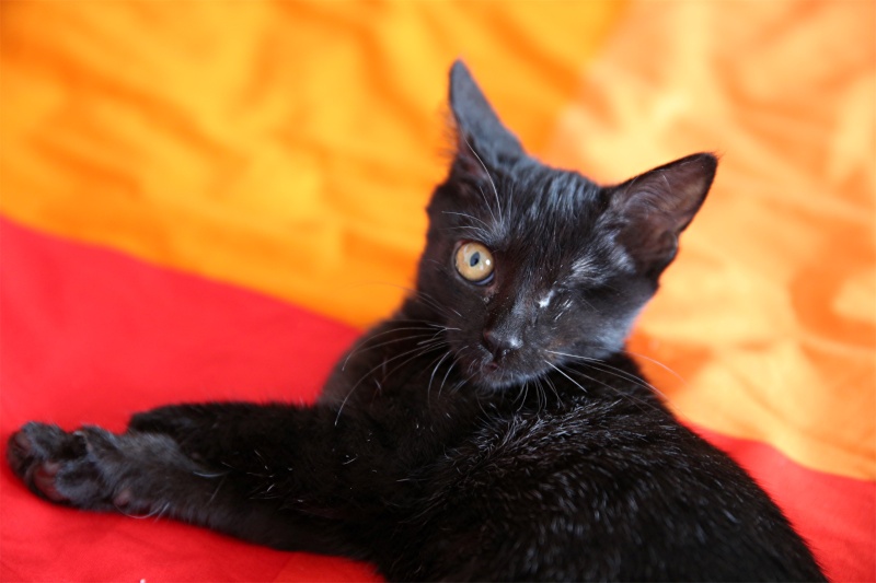 Gina, petite chatte handicapée, née en août 2014 - Adoptée. Gina_510