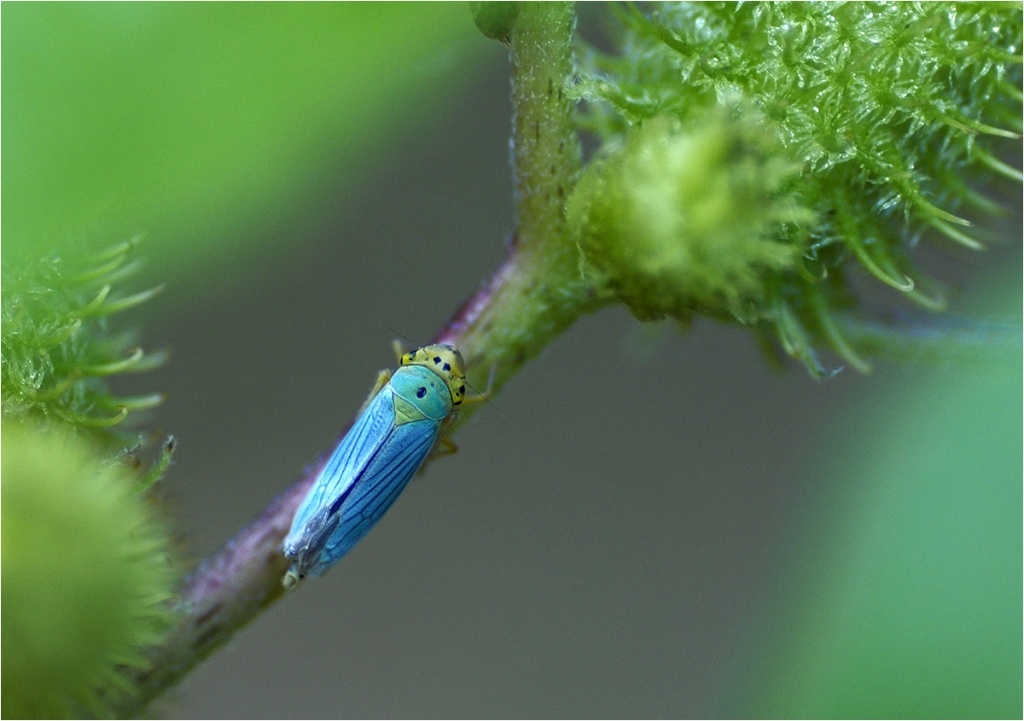 " Cicadelle " Cicade10