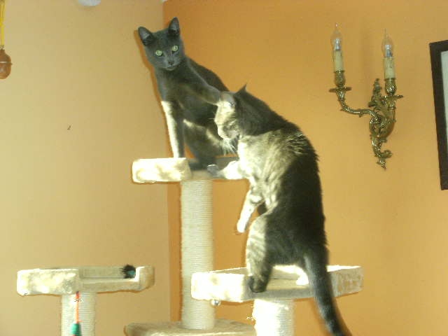 IGUAZU, chaton européen, gris, née le 11/08/2013 Iguazu10