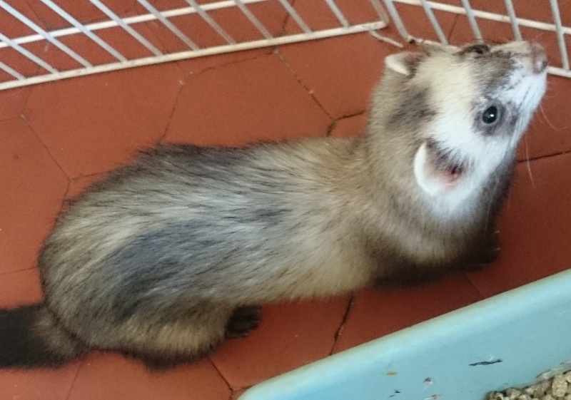 Cookie, furet mâle de 7 mois Dsc_0913