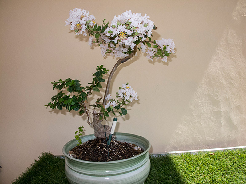 LAGERSTROEMIA INDICA 019110