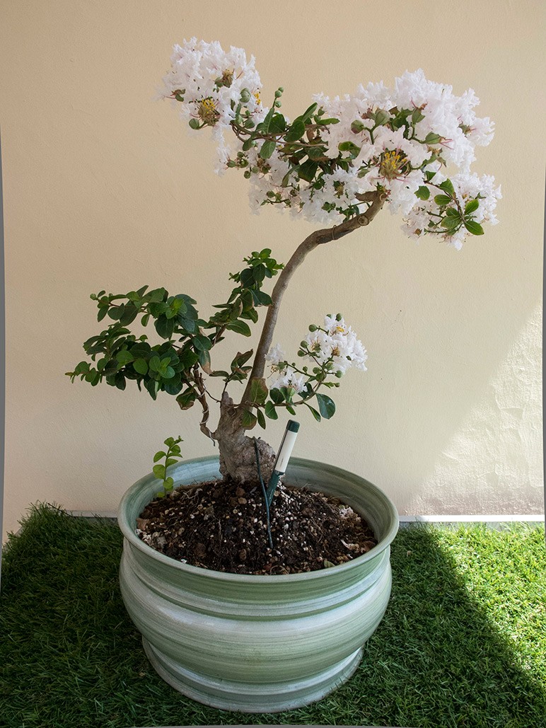 LAGERSTROEMIA INDICA 019310