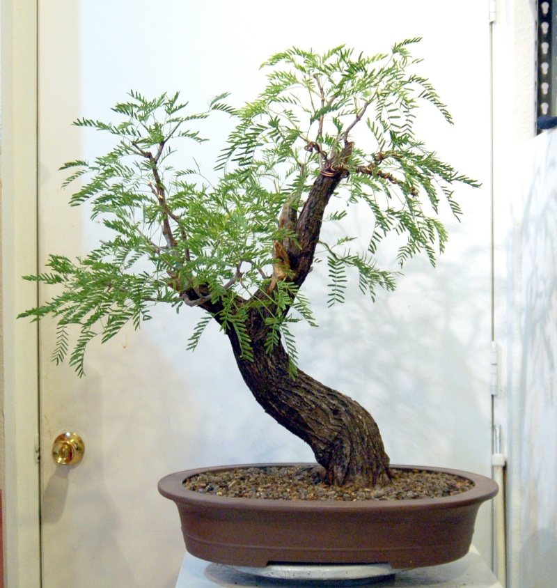 any one else doing any Mesquite Bonsai out there?  Dsq_0010