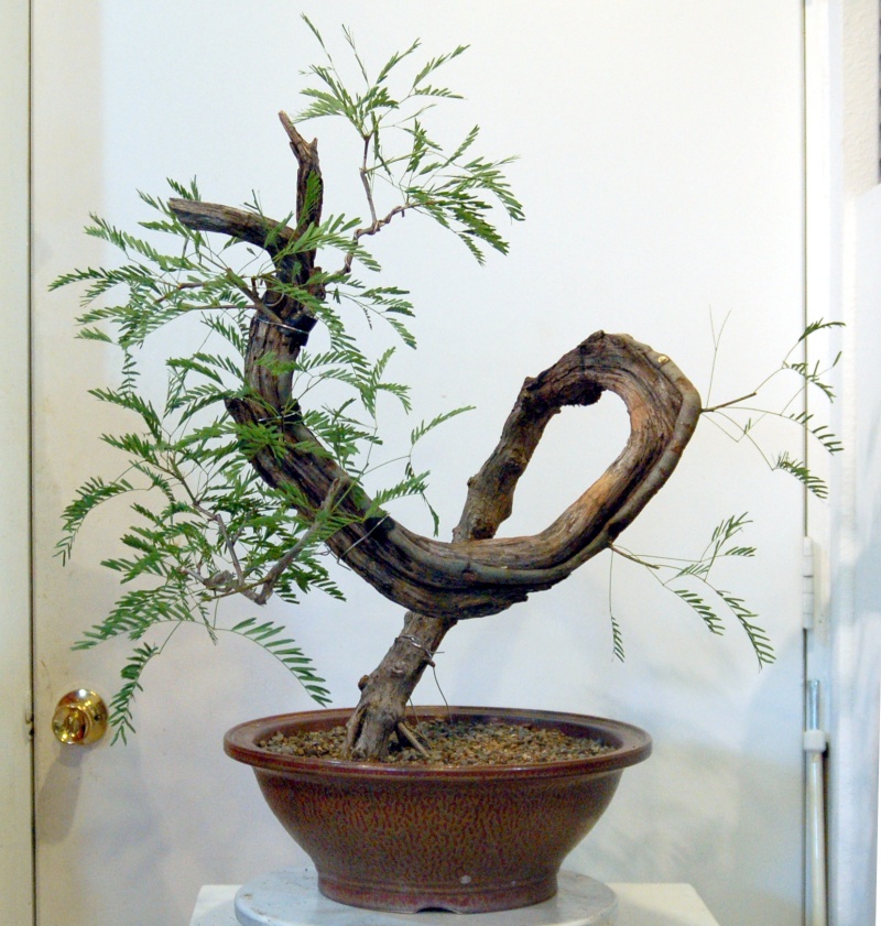 any one else doing any Mesquite Bonsai out there?  Dsq_0011