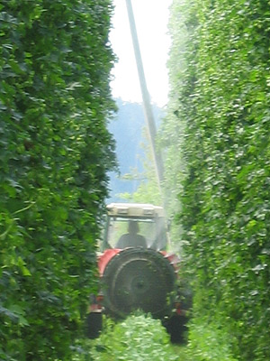 La récolte du houblon Duengu10