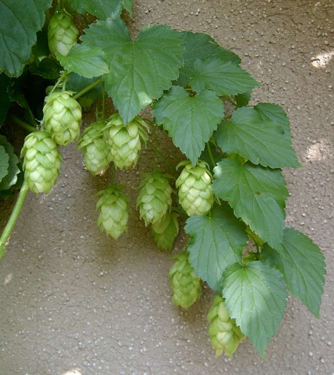 La récolte du houblon Hopfen11