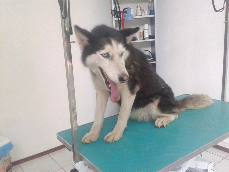 LUNA Husky 4/5 ANS pas ok chien URGENCE ROUMANIE  ADOPTEE Lh5swz10