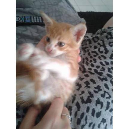 TROUVE LE 26/6/14 CHATON TIGRE ROUX  ET BLANC 04 ORAISON 10482510