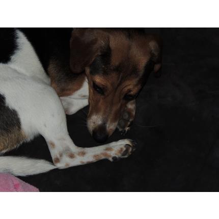 PERDUE LE  23/4/14 GULLY CHIENNE BEAGLE PUCEE 04250 BAYONS  92651_10