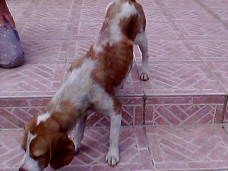 A L ADOPTION CHIENNE TYPE BEAGLE PUCEE STERILISEE VACCINEE CONTRAT AEVANA  Img00411