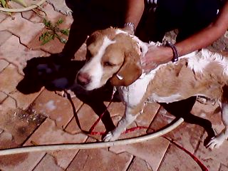  A L ADOPTION CHIENNE TYPE BEAGLE PUCEE STERILISEE VACCINEE CONTRAT AEVANA  - Page 2 Img01710