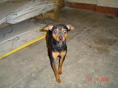 Adoption pinscher .1 an.Risque de mort.(02) 26-07-10