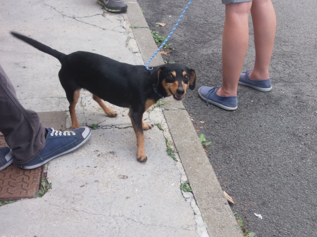 Adoption Irina x pinscher teckel 8 ans .Risque de mort.(62) 29114510