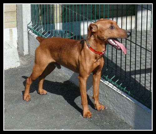 Adoption Ernest ,très beau pischer fauve,junior(29) Adopté 500_3e10