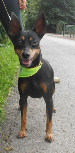 Adoption Babou. Petit sénior noir et feu.(59) 500_6810