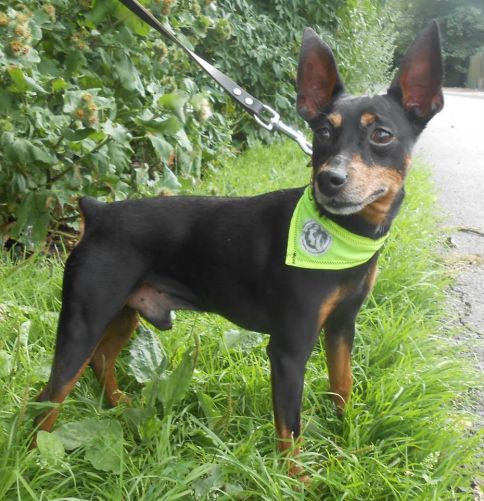Adoption Babou. Petit sénior noir et feu.(59) 500_9f10