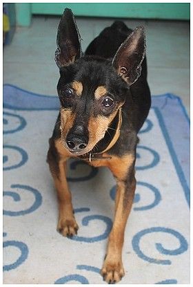 Adoption Loli pinscher de 14 ans en refuge (54) 500_ea10