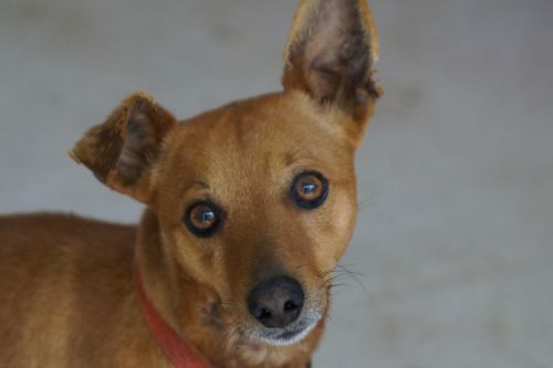 Adoption Elton pinscher 4 ans fauve (83 ) 500_f610