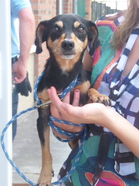 Adoption Irina x pinscher teckel 8 ans .Risque de mort.(62) 56357010