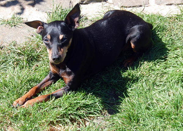 Détresse pour papy pinscher  de 10 ans .(62) - Page 2 Dsc-0212