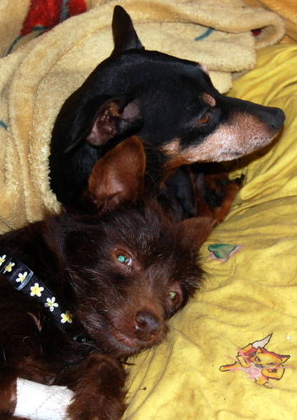 Détresse pour papy pinscher  de 10 ans .(62) - Page 2 Dsc-0311