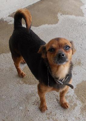 Adoption mamie de 12 ans x pinscher/chihuahua (07)(opération doyen) Dscn1210