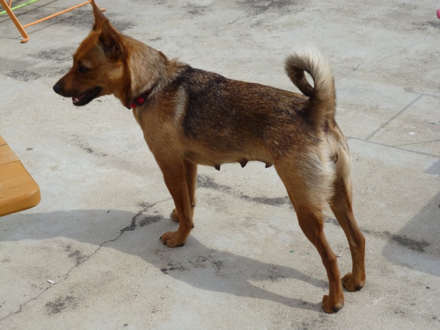 Adoption Hindiana pinscher 1 an et 7 mois (13) P1040510